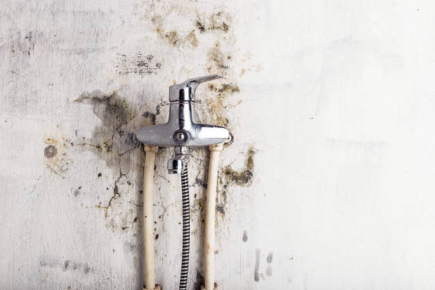 Best HVAC Mold Remediation in Flora, IN